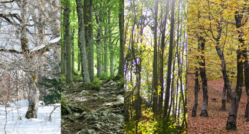 A forest during four different seasons.