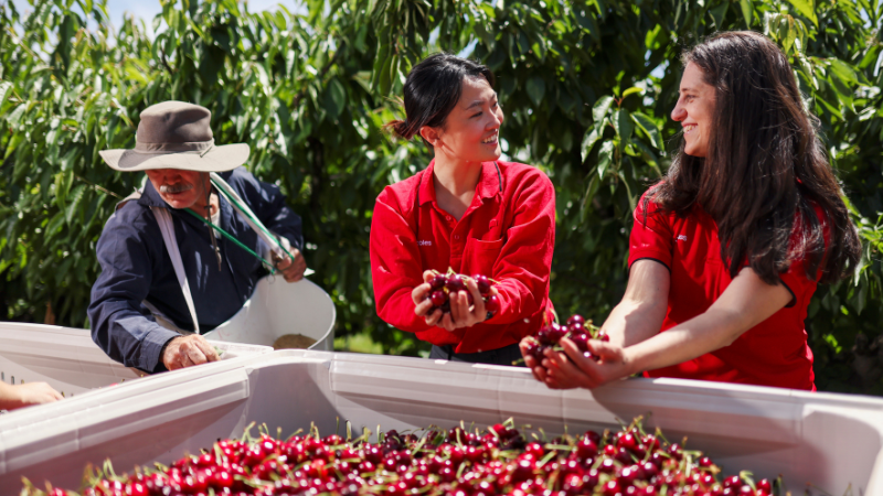 Two Coles team members hold freshly picked cherries beside a large bin of cherries while a farm worker works nearby.
