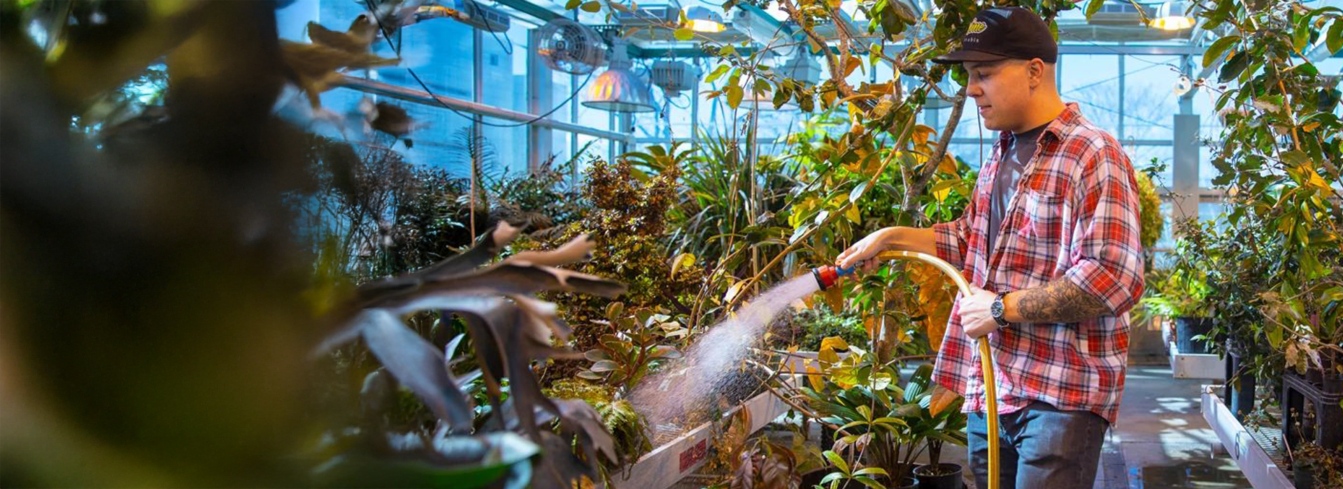 man watering plants in greenhouse