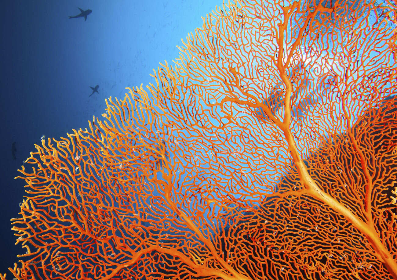 Coral reef supported by MSC Foundation programmes focused on marine conservation