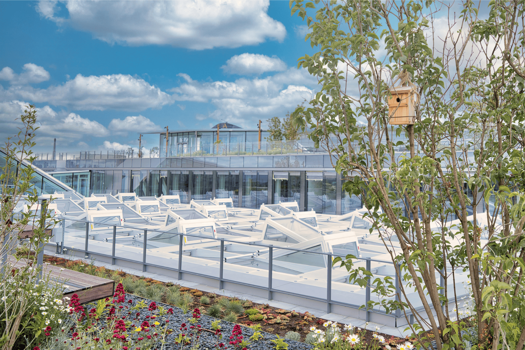 Our innovative office rooftop to enhance biodiversity and employee well-being.